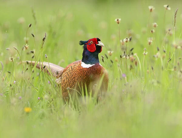 Ring-necked pheasant (Phasianus colchicus) cock in wild flower meadow. Suffolk, UK. May