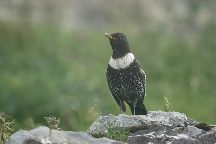 Framed Print : Ring ouzel (Turdus torquatus) male, perched on a rock, Pyrenees, Spain. June Framed Print : Ring ouzel (Turdus torquatus) male, perched on a rock, Pyrenees, Spain. June