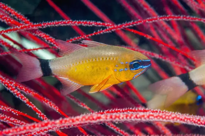 Framed Print : Ring-tailed Cardinalfish (Apogon aureus) West Papua, Indonesia Framed Print : Ring-tailed Cardinalfish (Apogon aureus) West Papua, Indonesia