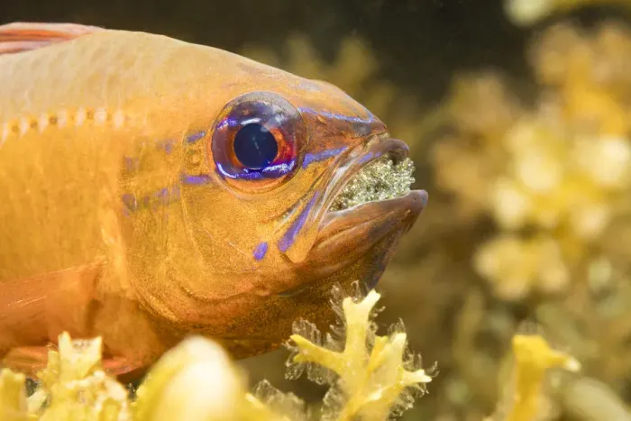 Framed Print : Ring-tailed cardinalfish (Ostorhinchus aureus), male protecting and incubating eggs in mouth Framed Print : Ring-tailed cardinalfish (Ostorhinchus aureus), male protecting and incubating eggs in mouth