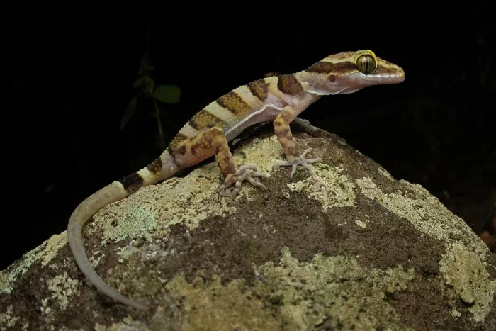 Framed Print : Ring-tailed gecko (Cyrtodactylus louisiadensis) resting on rock at night, Cooktown, Queensland, Australia Framed Print : Ring-tailed gecko (Cyrtodactylus louisiadensis) resting on rock at night, Cooktown, Queensland, Australia