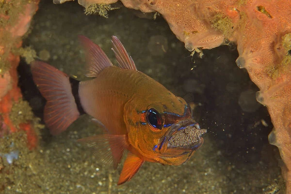 Ring-tailed  /  Golden cardinalfish (Ostorhinchus aureus) male incubating its eggs in its mouth