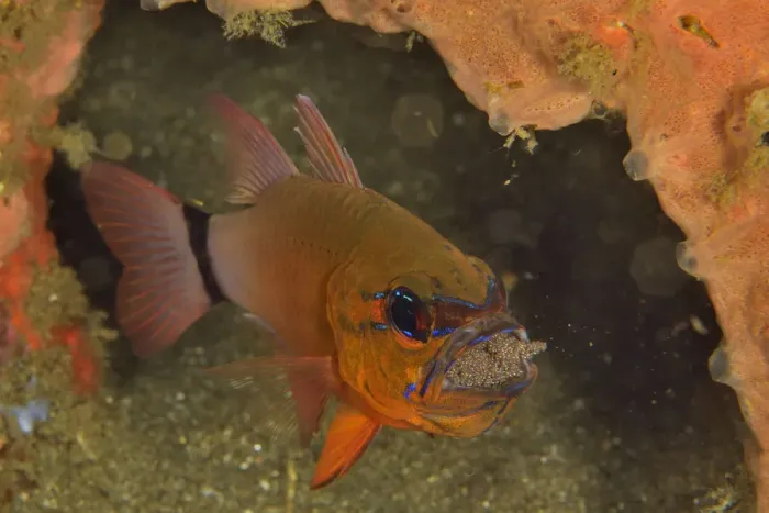 Framed Print : Ring-tailed  /  Golden cardinalfish (Ostorhinchus aureus) male incubating its eggs in its mouth