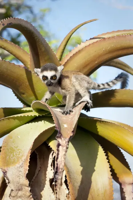 Framed Print : Ring-tailed Lemur (Lemur catta) baby climbing on Aloe in spiny forest. Anjampolo Forest Framed Print : Ring-tailed Lemur (Lemur catta) baby climbing on Aloe in spiny forest. Anjampolo Forest