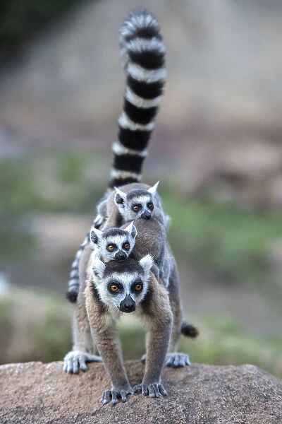 Ring-tailed lemur (Lemur catta) female carrying two babies. Anjaha Community Conservation Site, near Ambalavao, Madagascar