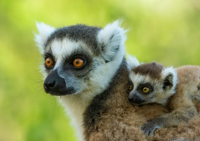 Framed Print : Ring-tailed lemur (Lemur catta) female carrying infant on her back, portrait, Anja reserve, Madagascar. Endangered Framed Print : Ring-tailed lemur (Lemur catta) female carrying infant on her back, portrait, Anja reserve, Madagascar. Endangered