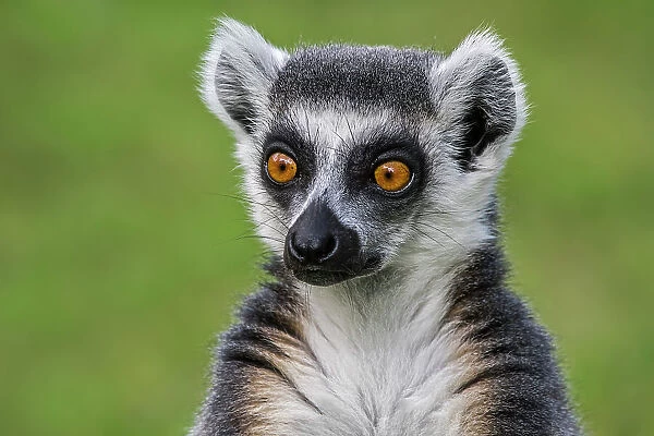 Ring-tailed lemur (Lemur catta) head portrait. Captive, occurs in Madagascar, Endangered