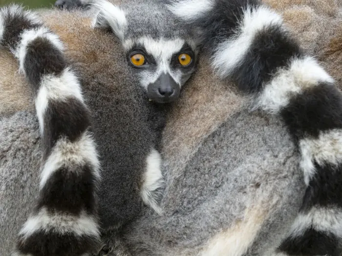 Framed Print : Ring-tailed lemur (Lemur catta) two huddled together for warmth. Captive Framed Print : Ring-tailed lemur (Lemur catta) two huddled together for warmth. Captive
