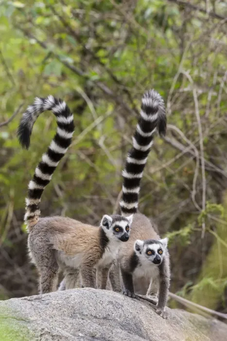 Framed Print : Ring tailed lemur (Lemur catta) pair on rocky outcrop, Anja Community Reserve, Ambalavao Framed Print : Ring tailed lemur (Lemur catta) pair on rocky outcrop, Anja Community Reserve, Ambalavao