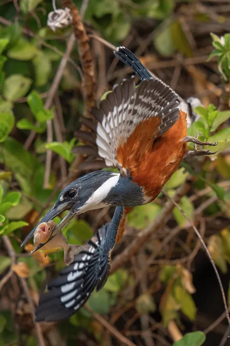 Framed Print : Ringed kingfisher (Megaceryle torquata) in flight with fish prey in beak, Transpantaneira, Pantanal, Mato Grosso, Brazil Framed Print : Ringed kingfisher (Megaceryle torquata) in flight with fish prey in beak, Transpantaneira, Pantanal, Mato Grosso, Brazil