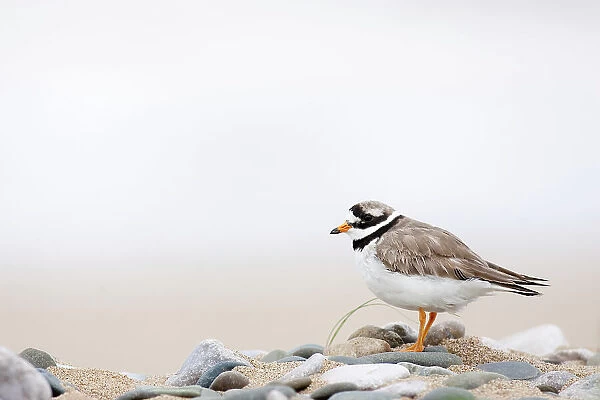 Ringed plover (Charadrius hiaticula) on pebble beach, Wales, UK July