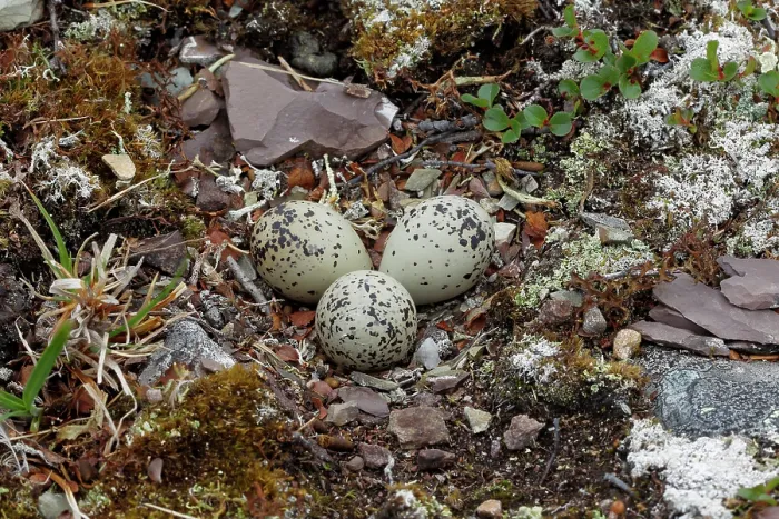 Framed Print : Ringed plover (Charadrius hiaticula) nest with eggs, Varanger, Norway. July Framed Print : Ringed plover (Charadrius hiaticula) nest with eggs, Varanger, Norway. July