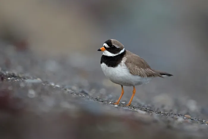Framed Print : Ringed plover (Charadrius hiaticula) portrait, Iceland. June Framed Print : Ringed plover (Charadrius hiaticula) portrait, Iceland. June