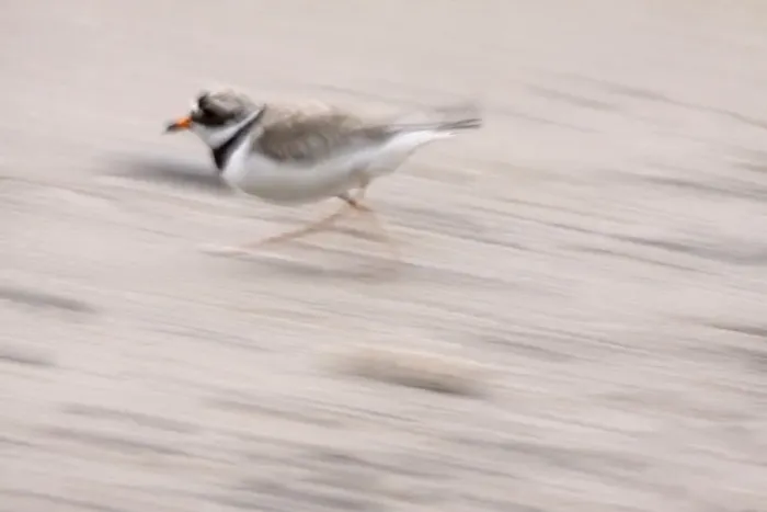 Framed Print : Ringed plover (Charadrius hiaticulus) running, South east Ireland, June 2009 Framed Print : Ringed plover (Charadrius hiaticulus) running, South east Ireland, June 2009