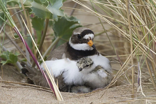 Ringed plover (Charidrius hiaticula) with newly hatched chick, County Wicklow, Ireland
