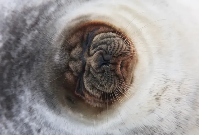 Framed Print : Ringed seal (Pusa hispida) close-up of face, Spitsbergen, Svalbard, Norway, March