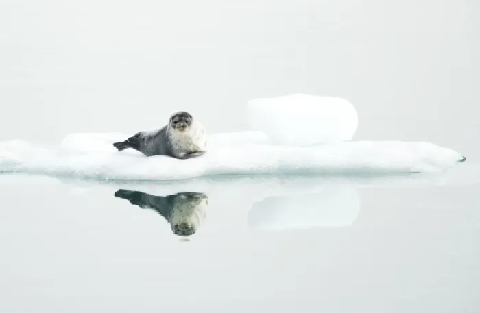 Framed Print : Ringed seal (Pusa hispida) resting on ice, reflected in water. Svalbard, Norway. July Framed Print : Ringed seal (Pusa hispida) resting on ice, reflected in water. Svalbard, Norway. July