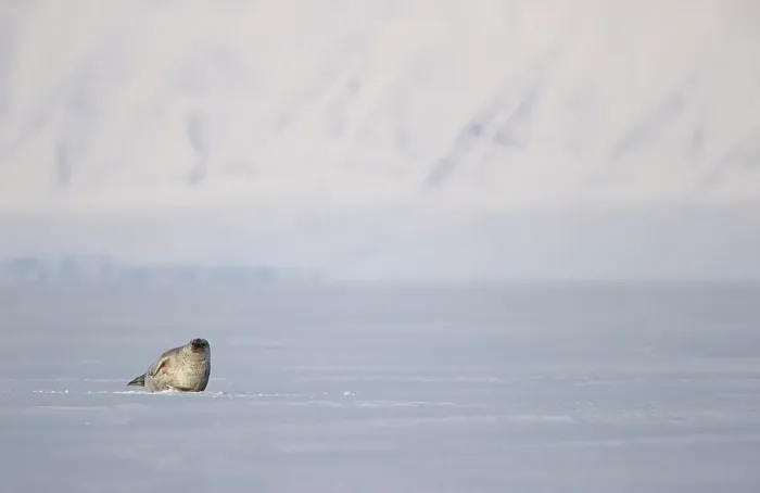 Framed Print : Ringed seal (Pusa hispida) resting on ice, Svalbard, Norway. April Framed Print : Ringed seal (Pusa hispida) resting on ice, Svalbard, Norway. April