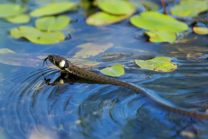 Framed Print : Ringed snake (Natrix natrix), swimming in pond, Upper Bavaria, Germany. September Framed Print : Ringed snake (Natrix natrix), swimming in pond, Upper Bavaria, Germany. September