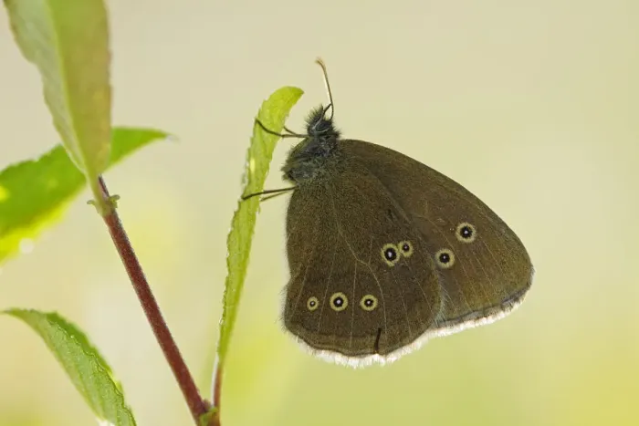 Framed Print : Ringlet butterfly (Aphantopus hyperanthus) with wings closed, Somerset Levels, UK, July