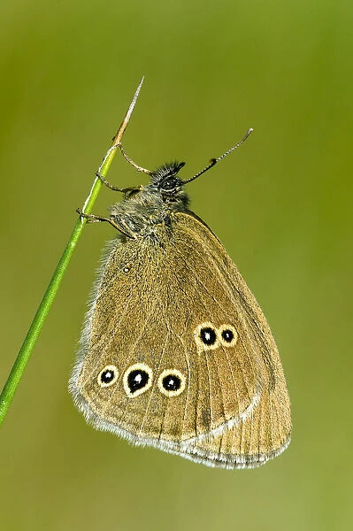 Ringlet butterfly (Aphantopus hyperantus) roosting in early morning sun, Hertfordshire