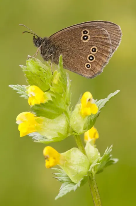 Framed Print : Ringlet butterfly {Aphantopus hyperantus} resting on yellow rattle flowers, Denmark Farm Framed Print : Ringlet butterfly {Aphantopus hyperantus} resting on yellow rattle flowers, Denmark Farm