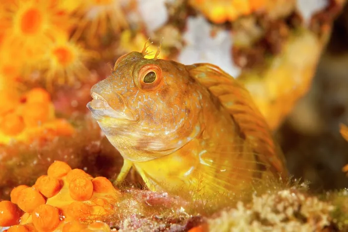 Framed Print : Ringneck blenny (Parablennius pilicornis) portrait, Ventimiglia, Italy, Ligurian Sea, Mediterranean Sea Framed Print : Ringneck blenny (Parablennius pilicornis) portrait, Ventimiglia, Italy, Ligurian Sea, Mediterranean Sea