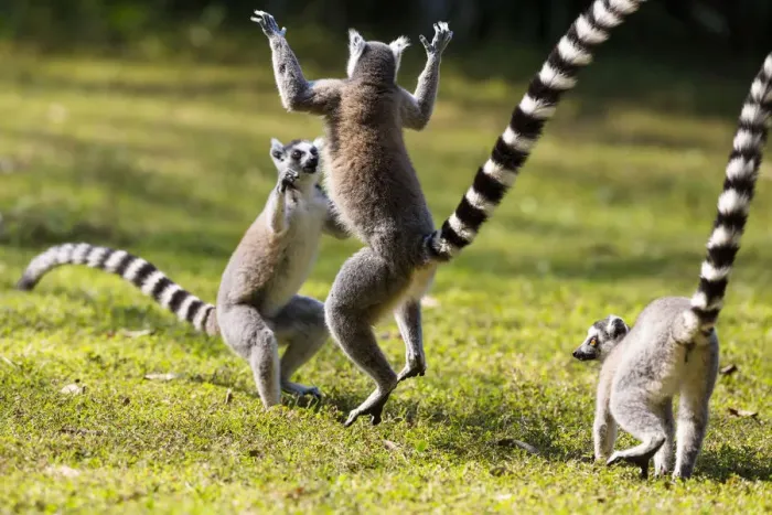 Framed Print : Ringtailed Lemurs playing (Lemur catta) Nahampoana Reserve, South Madagascar, Africa Framed Print : Ringtailed Lemurs playing (Lemur catta) Nahampoana Reserve, South Madagascar, Africa