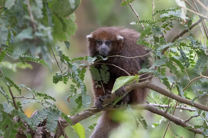 Framed Print : Rio Beni titi monkey (Plecturocebus modestus) sitting in tree, Aguaisal, El Beni, Bolivia. Endangered Framed Print : Rio Beni titi monkey (Plecturocebus modestus) sitting in tree, Aguaisal, El Beni, Bolivia. Endangered