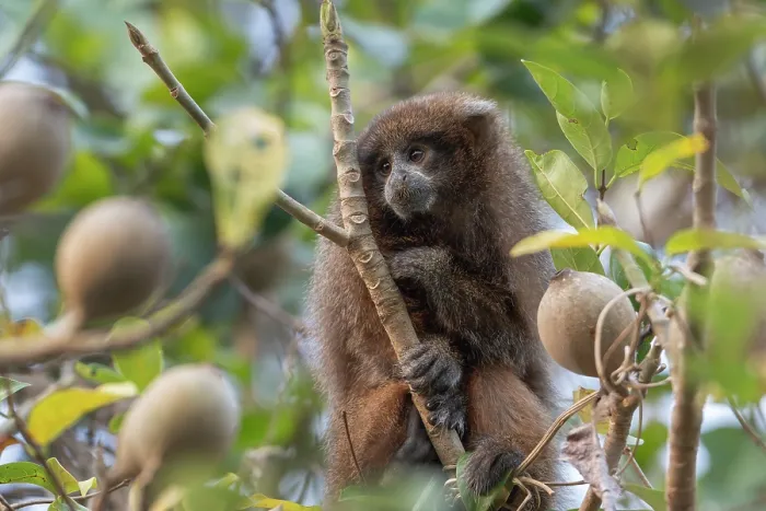 Framed Print : Rio Beni titi monkey (Plecturocebus modestus) sitting in tree, Aguaisal, El Beni, Bolivia. Endangered Framed Print : Rio Beni titi monkey (Plecturocebus modestus) sitting in tree, Aguaisal, El Beni, Bolivia. Endangered