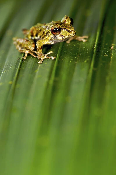 Rio Jatuntianhua Robber Frog (Pristimantis eriphus) male on a leaf