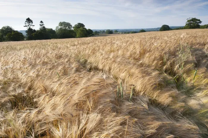 Framed Print : Ripe Barley crop in field, Haregill Lodge Farm, Ellingstring, North Yorkshire, England Framed Print : Ripe Barley crop in field, Haregill Lodge Farm, Ellingstring, North Yorkshire, England