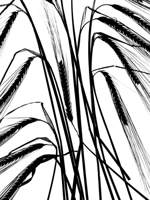 Framed Print : Ripe Barley (Hordeum vulgare) ears black and white backlit image Framed Print : Ripe Barley (Hordeum vulgare) ears black and white backlit image