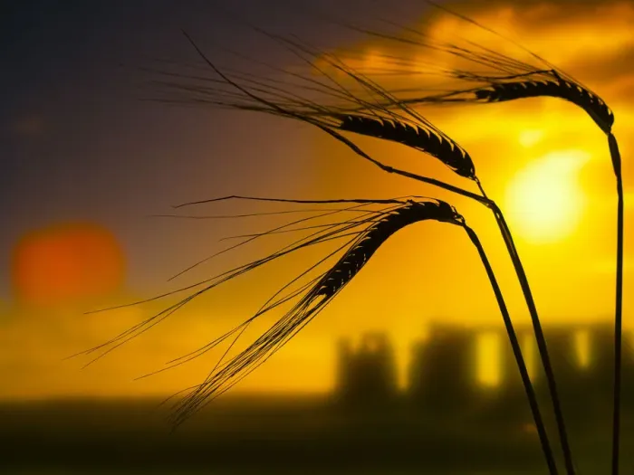 Framed Print : Ripe Barley (Hordeum vulgare) ears in field ready for harvest and the rising sun