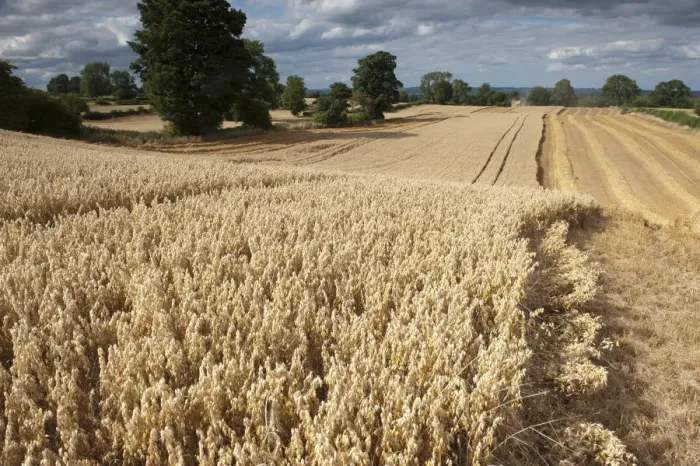 Framed Print : Ripe Oat crop with Combine harvester in distance, Haregill Lodge Farm, Ellingstring