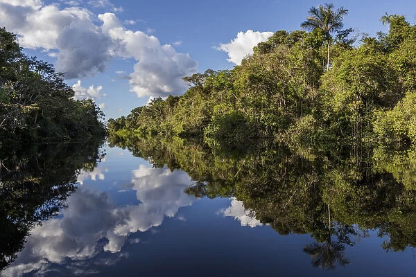 River in Amazon rainforest with reflections in water, Cuyabeno National Park, Sucumbios