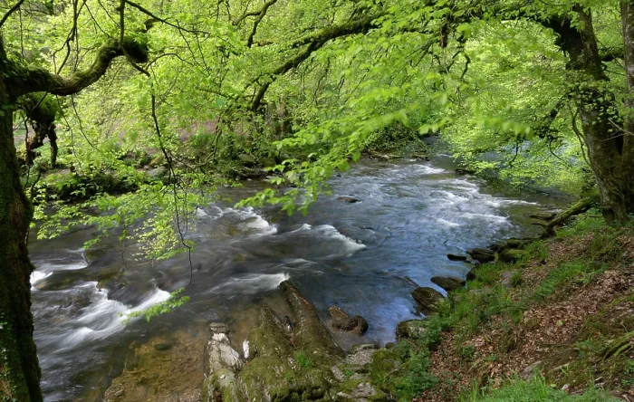Framed Print : River Barle surrounded by deciduous woodland, Exmoor, Somerset, UK. May, 2023 Framed Print : River Barle surrounded by deciduous woodland, Exmoor, Somerset, UK. May, 2023