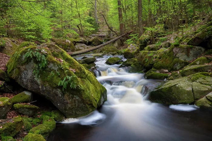 Framed Print : River flowing through mixed forest, Valley of the Ilse, Harz mountain range, Harz National Park, Saxony-Anhalt, Germany. May, 2021 Framed Print : River flowing through mixed forest, Valley of the Ilse, Harz mountain range, Harz National Park, Saxony-Anhalt, Germany. May, 2021