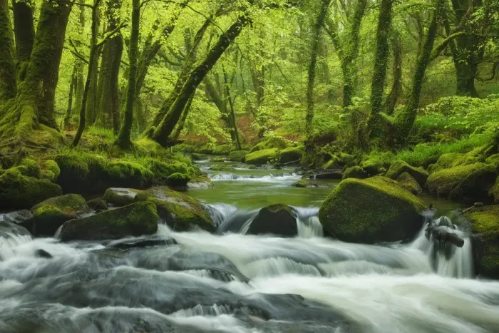 Framed Print : River Fowey flowing through Beech (Fagus sylvatica) woodland, Golitha Falls, Bodmin Moor Framed Print : River Fowey flowing through Beech (Fagus sylvatica) woodland, Golitha Falls, Bodmin Moor