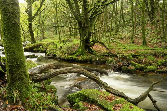 Framed Print : River Fowey flowing through woodland in autumn, Golitha Falls, Liskeard, Cornwall, England, UK. November, 2023 Framed Print : River Fowey flowing through woodland in autumn, Golitha Falls, Liskeard, Cornwall, England, UK. November, 2023