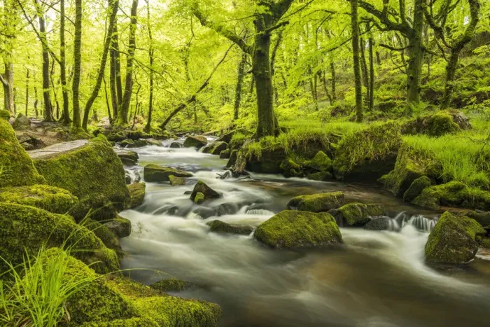 Framed Print : The River Fowey at Golitha Falls surrounded by forest in fresh spring foliage. Cornwall, UK. May Framed Print : The River Fowey at Golitha Falls surrounded by forest in fresh spring foliage. Cornwall, UK. May