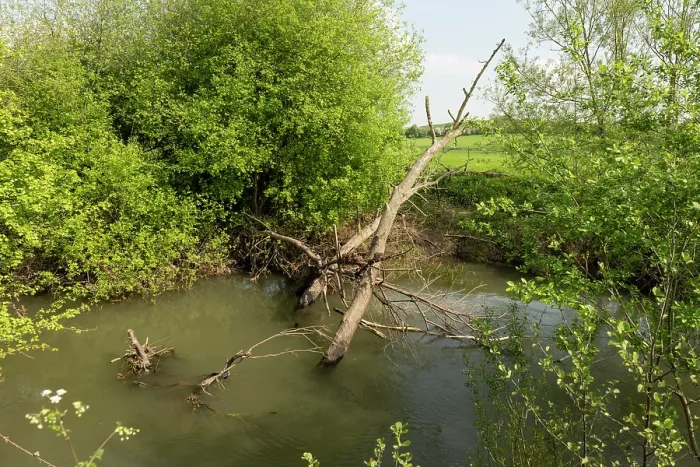Framed Print : River Lugg SSSI with fallen tree causing an obstruction in the main channel, Herefordshire, England, UK. May, 2024