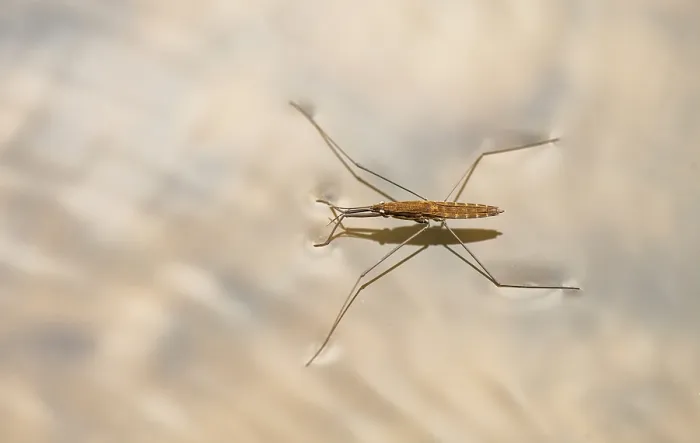 Framed Print : River skater (Aquarius najas) wingless form, on water surface, River Arrow, Herefordshire, England, UK. October
