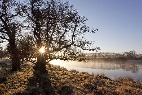 River Spey in spring, sun rising behind trres, Cairngorms National Park, Scotland