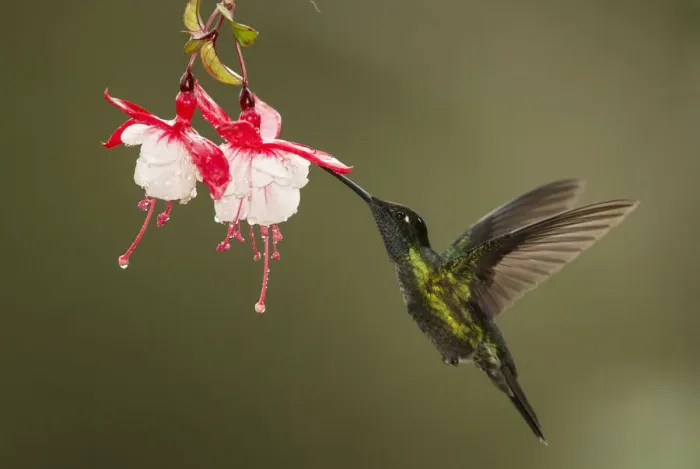 Framed Print : Rivolis hummingbird (Eugenes fulgens) nectaring on Fuchsia (Fuchsia sp) flower Framed Print : Rivolis hummingbird (Eugenes fulgens) nectaring on Fuchsia (Fuchsia sp) flower