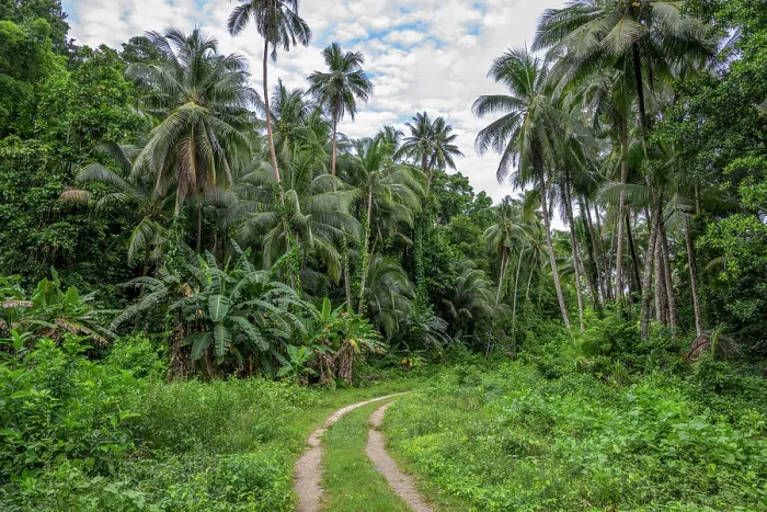 Framed Print : A road leading through the dense vegetation on Mussau Island, New Ireland Province, Papua New Guinea. December, 2023 Framed Print : A road leading through the dense vegetation on Mussau Island, New Ireland Province, Papua New Guinea. December, 2023