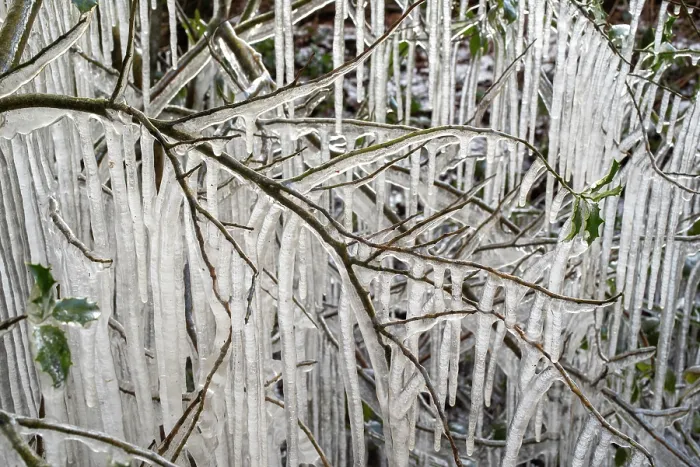 Framed Print : Roadside vegetation coated in ice from road surface water spray during winter storm, Surrey Hills AONB, Holmbury St Mary, Surrey, UK. February Framed Print : Roadside vegetation coated in ice from road surface water spray during winter storm, Surrey Hills AONB, Holmbury St Mary, Surrey, UK. February