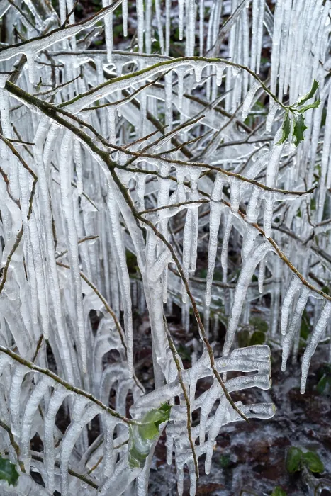 Framed Print : Roadside vegetation coated in ice from road surface water spray during winter storm, Surrey Hills AONB, Holmbury St Mary, Surrey, UK. February Framed Print : Roadside vegetation coated in ice from road surface water spray during winter storm, Surrey Hills AONB, Holmbury St Mary, Surrey, UK. February