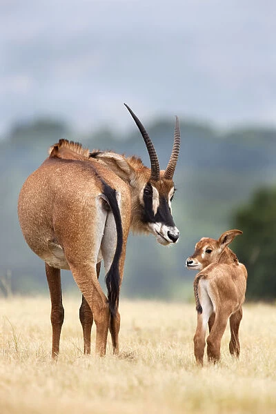 Roan antelope (Hippotragus equinus) with young offspring, Mlilwane nature reserve