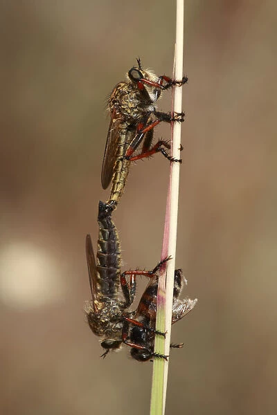 Robber flies (Asilidae) mating, one with insect prey, The Peloponnese, Greece, May 2009